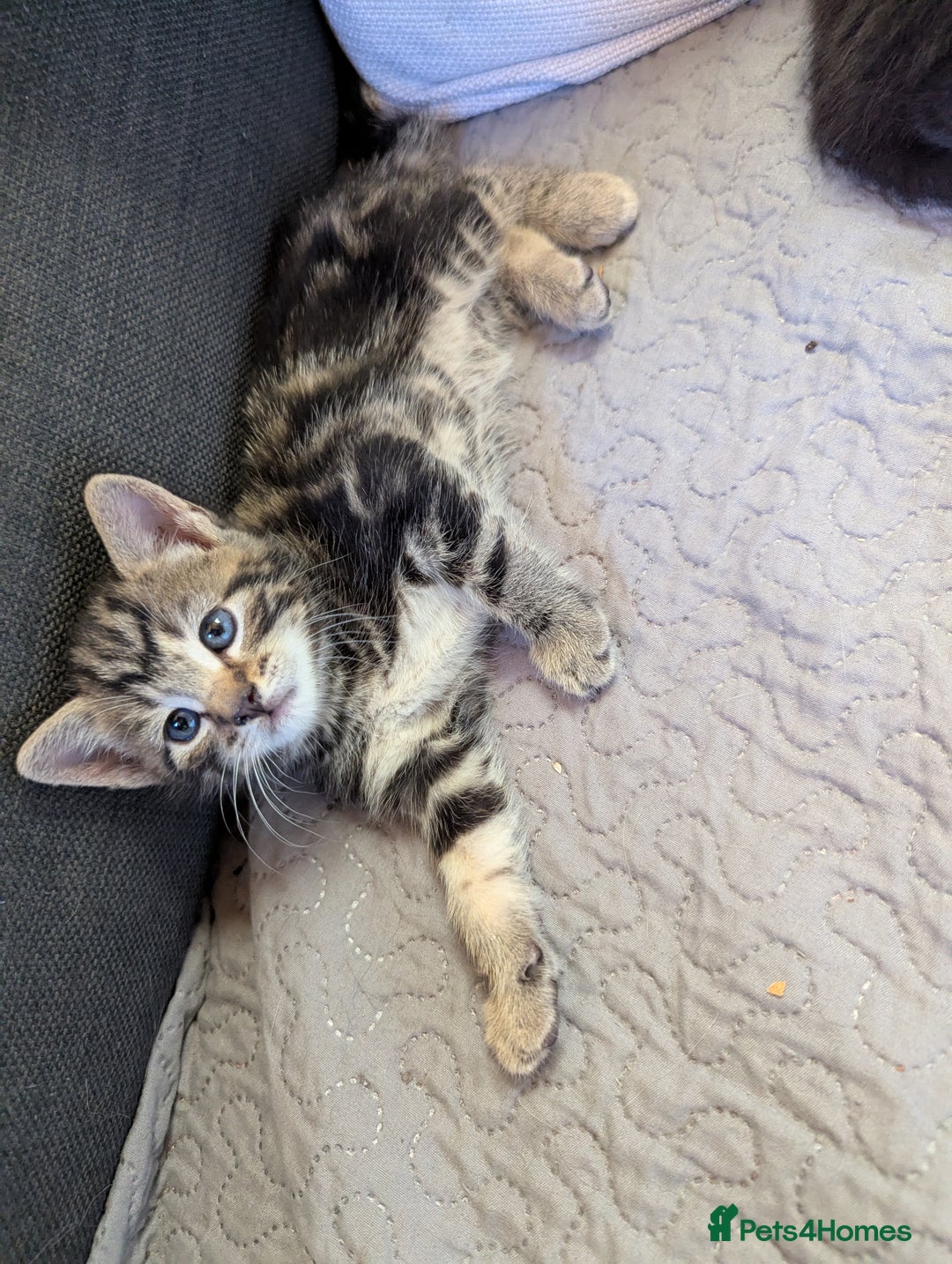 Bombay cats for sale: Different prices Bombay X long hair  - Image 3