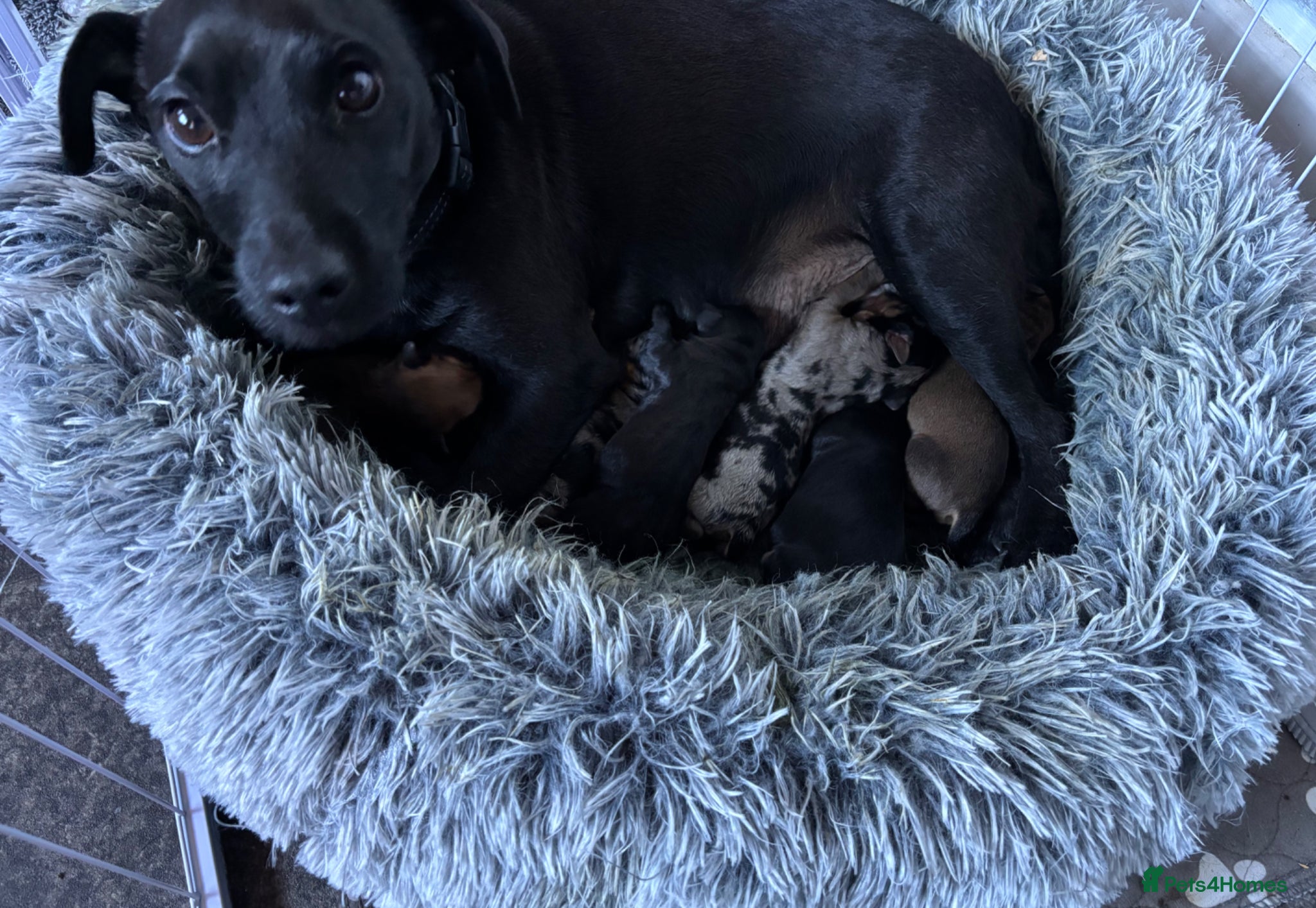 Mixed Breed dogs Dachshund cross 😍 - Advert 1
