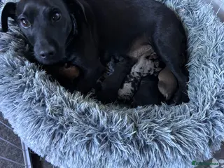 Mixed Breed dogs Dachshund cross 😍 - Advert 1