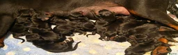 Dobermann dogs for sale: KC REGISTERED DOBERMAN PUPPIES - Advert 18