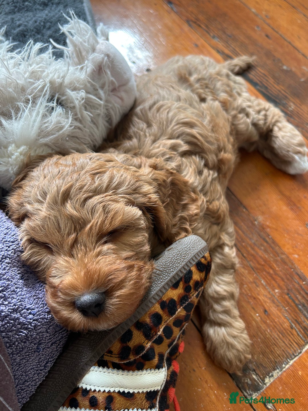 Cockapoo dogs for sale: Adorable Cockapoo Puppies  - Image 12