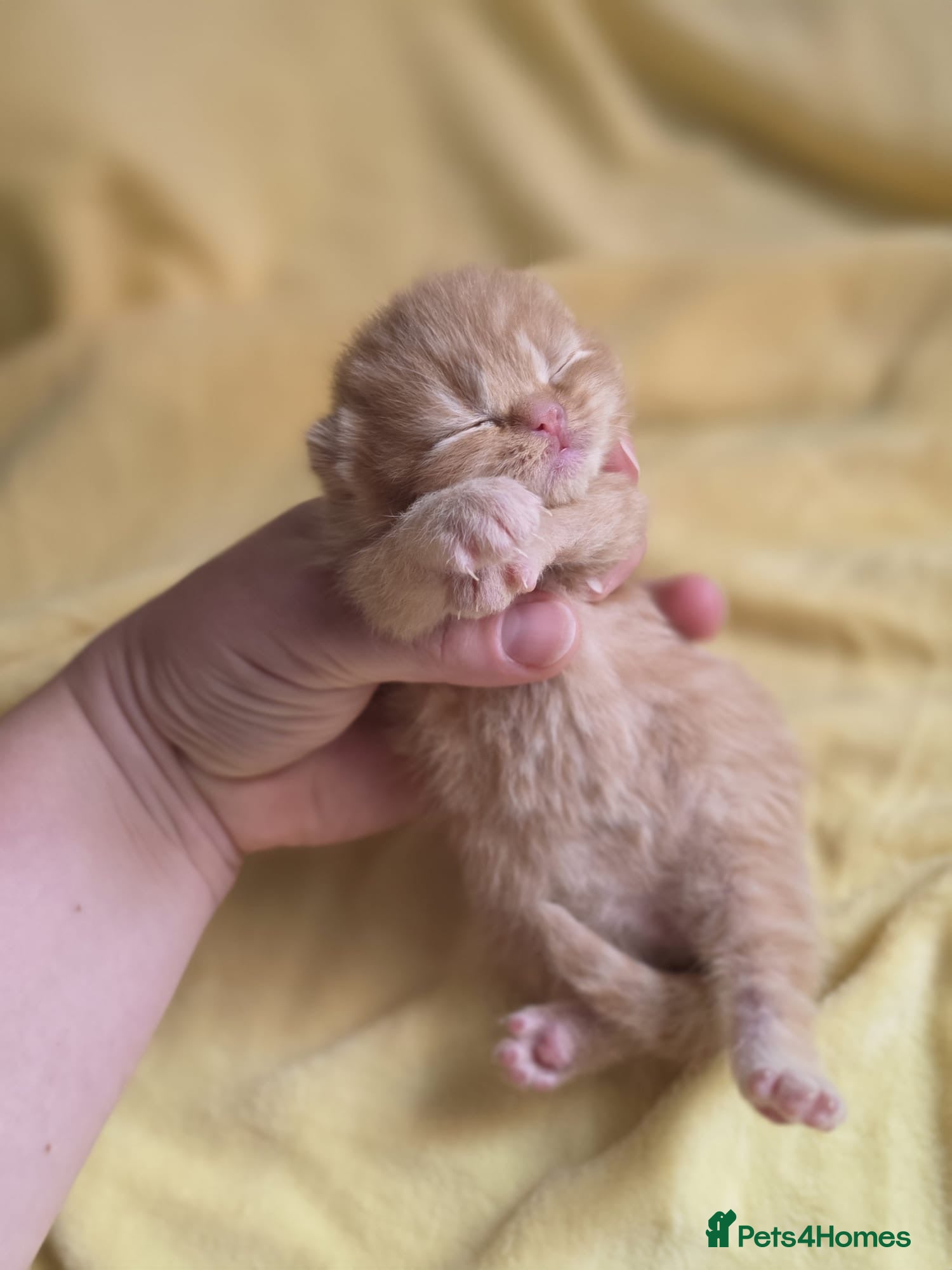 British Shorthair cats 💜❤️BSH babies , red, lilac TICA reg, ready Nov - Advert 2