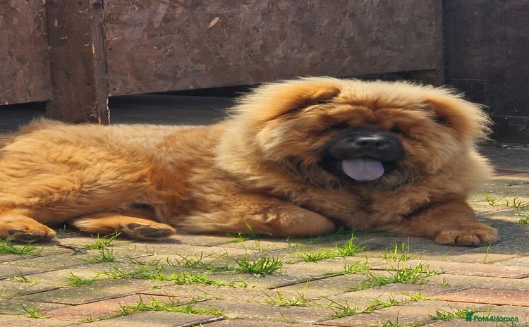 Chow Chow dogs - Advert 3