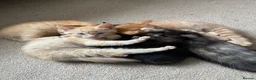 Mixed Breed cats for sale: Little best friends - Advert 10