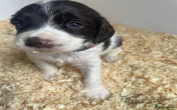 English Springer Spaniel dogs for sale: Working English springer spaniel puppies  - Image 16