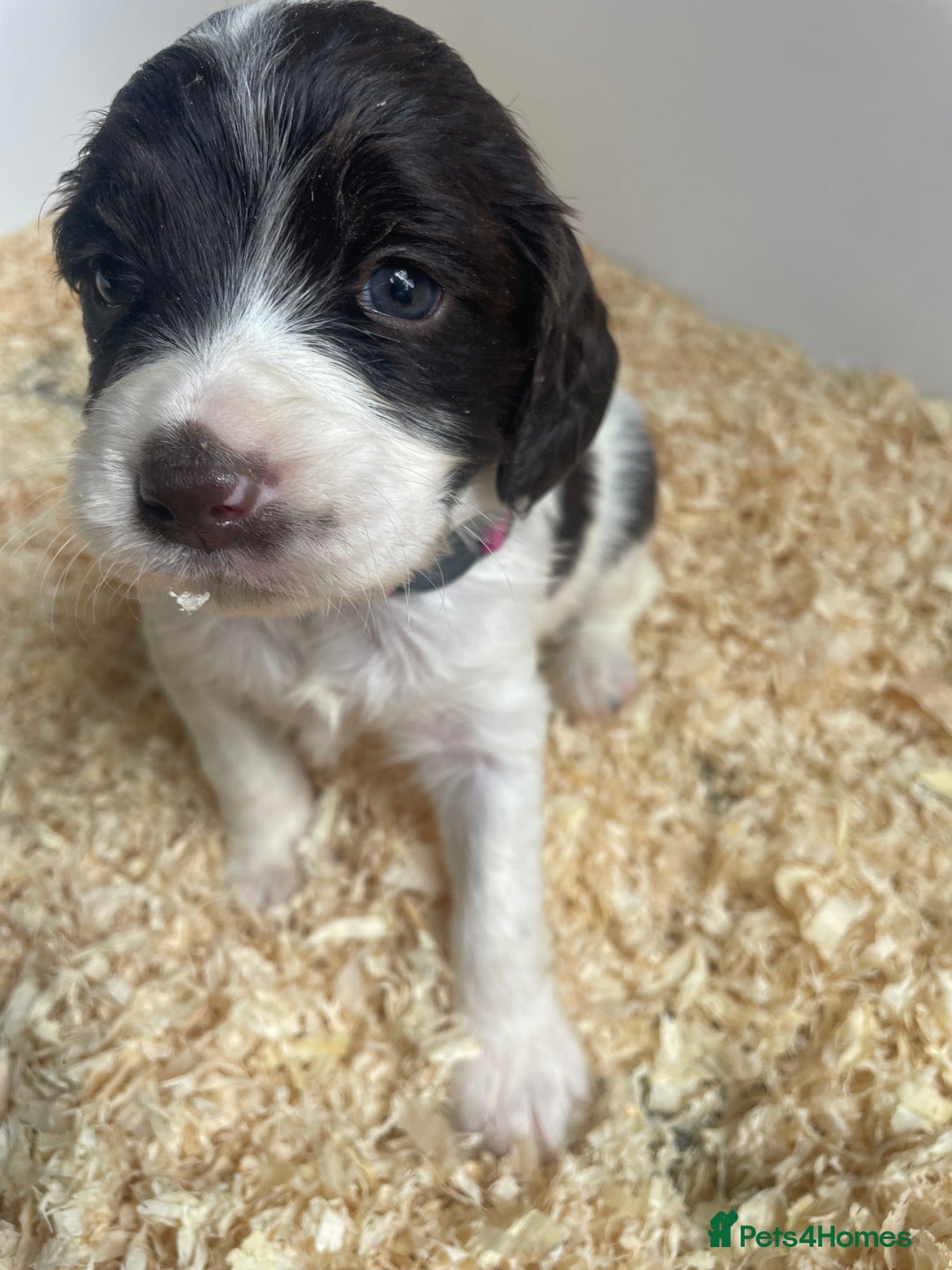 English Springer Spaniel dogs for sale: Working English springer spaniel puppies  - Image 16