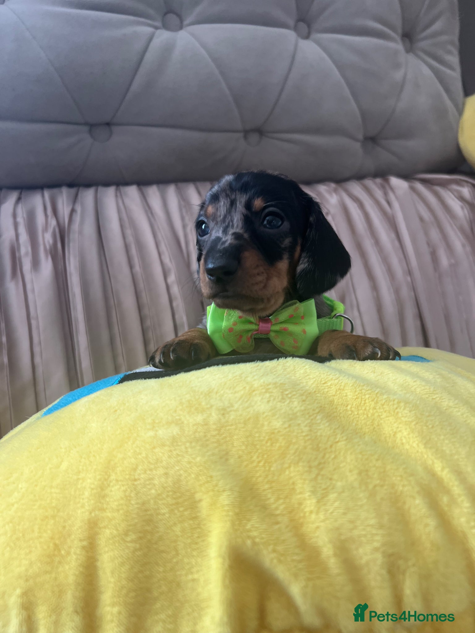Miniature Dachshund dogs 🐶 💕5 Miniature duschund puppies💕❗️ - Advert 2