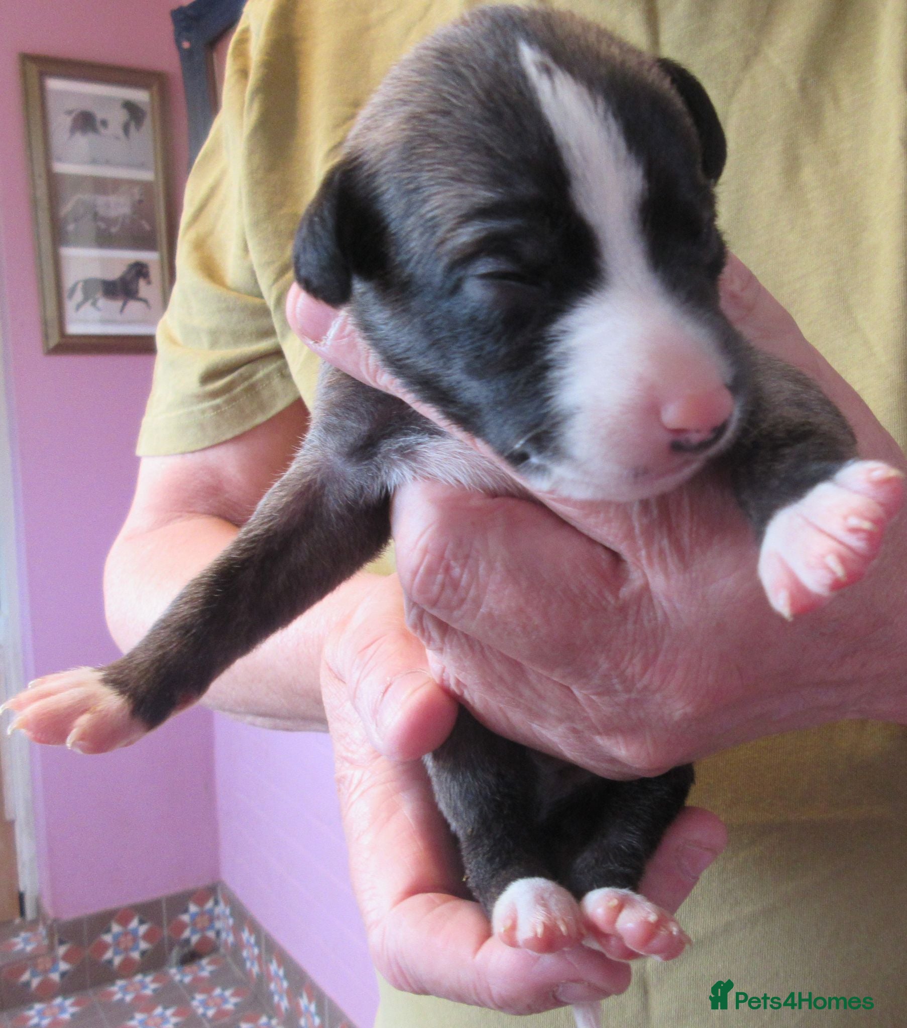 Whippet dogs Celticmoon KC Whippet Puppies - Advert 2