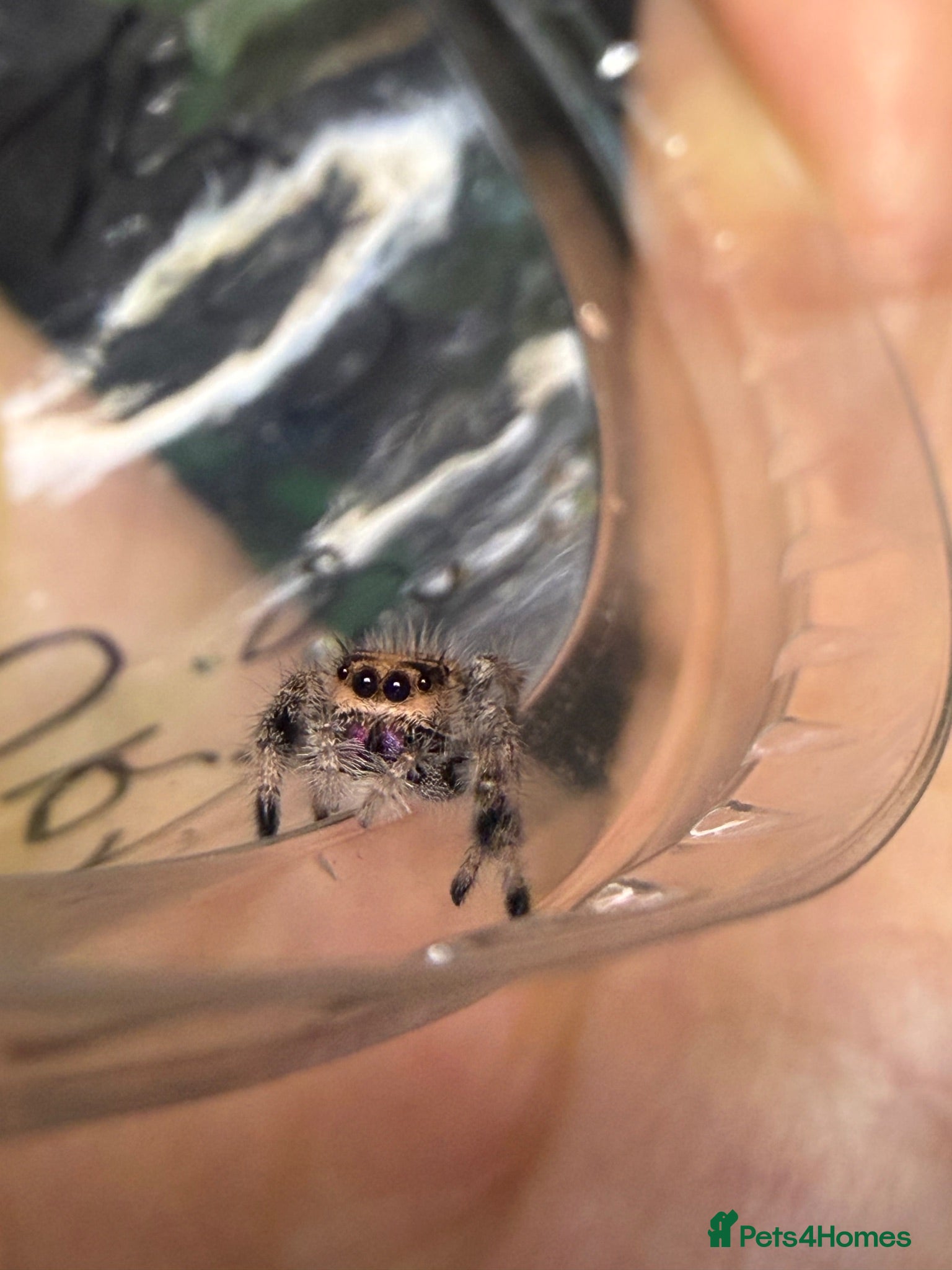 Spiders invertebrates Regal female Jumping spider i7  - Advert 5