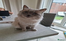 Ragdoll cats for sale: Stunning Ragdoll kittens  - Image 11