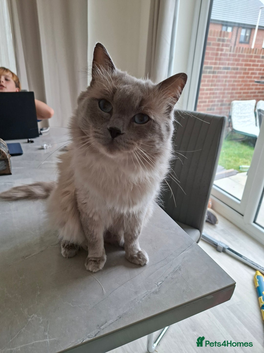 Ragdoll cats for sale: Stunning Ragdoll kittens  - Image 11