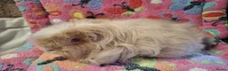 Guinea Pig rodents for sale: Young Adult Longhaired Sows For Retirement Homes  - Advert 11