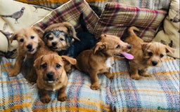 Norfolk Terrier dogs for sale: Stubleywood 3/4 Norfolk puppies - Image 17