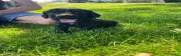 Cocker Spaniel dogs for sale: KC Registered Working Cocker Spaniel Puppies - Advert 3
