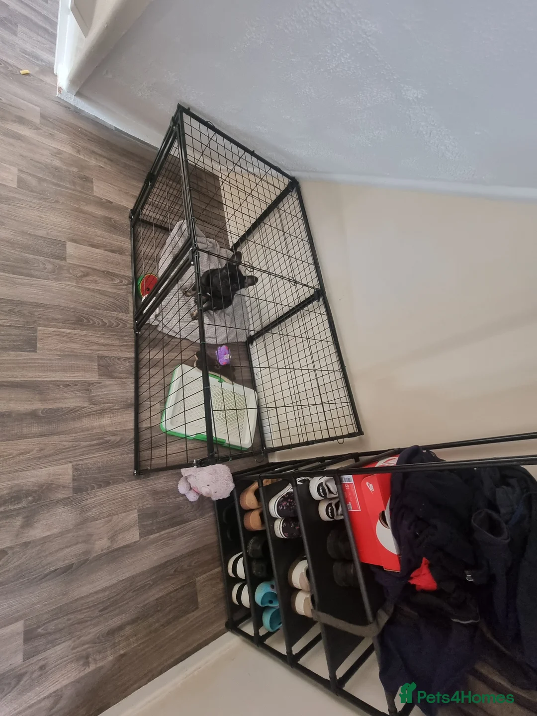 French Bulldog dogs for sale: COCO  in Newtown - Advert 2