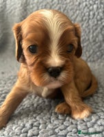 Cavalier King Charles Spaniel dogs Health Tested, beautiful KC Cavalier Puppies. - Advert 12