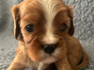 Cavalier King Charles Spaniel dogs Health Tested, beautiful KC Cavalier Puppies. - Advert 7