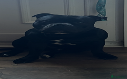 Staffordshire Bull Terrier dogs for stud: Stud dutys only has been proven - Image 6