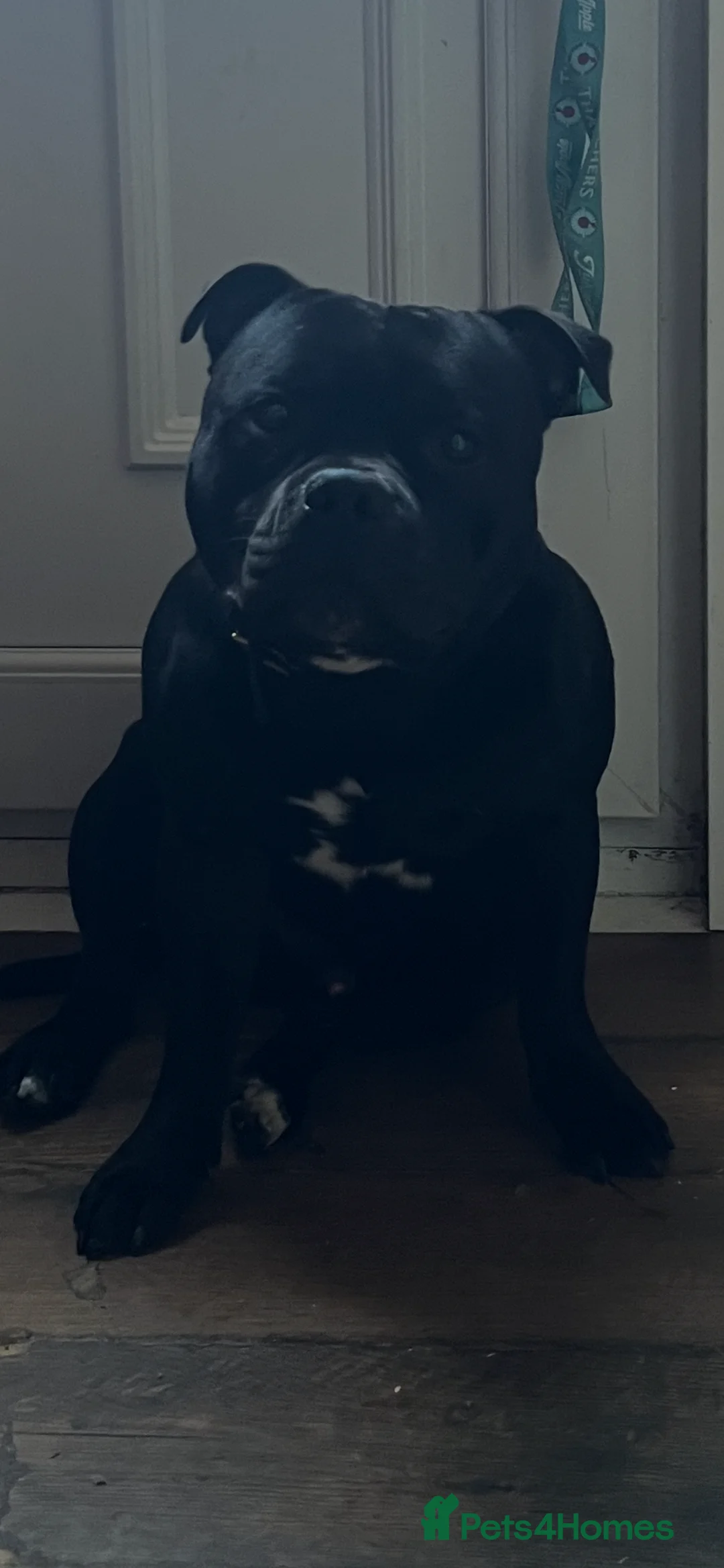 Staffordshire Bull Terrier dogs for stud:  stud carrying blue pedigree full of champions  - Advert 5