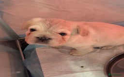 French Bulldog dogs for sale: Quality 5star🌟full visual fluffy French bulldogs  - Image 17