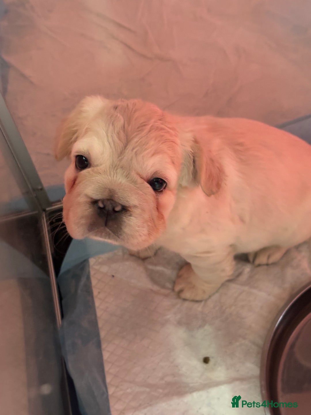 French Bulldog dogs for sale: Quality 5star🌟full visual fluffy French bulldogs  - Image 17