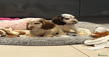 Cocker Spaniel dogs - Advert 10