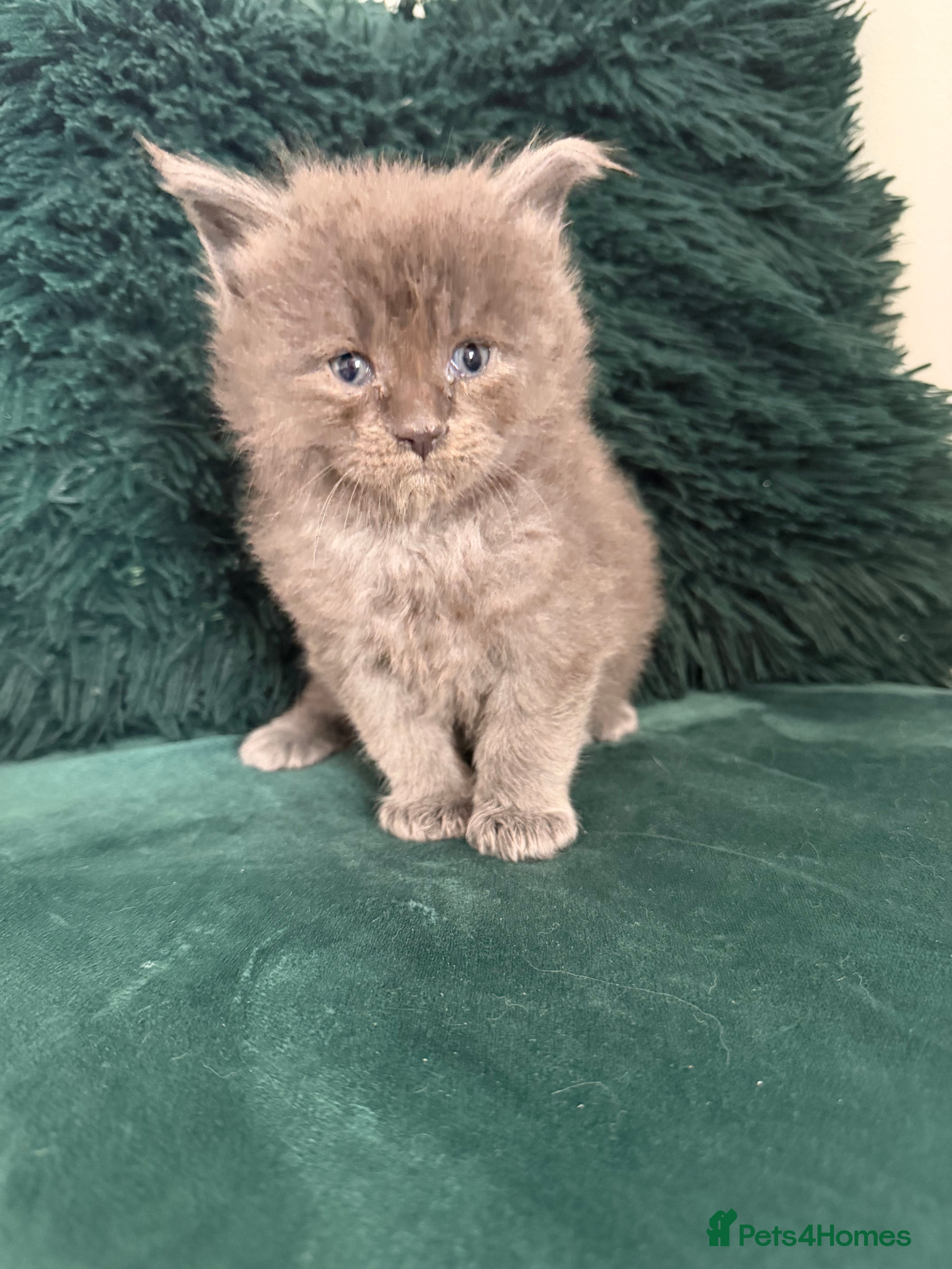 Maine Coon cats Beautiful long haired Main Coons - Advert 18