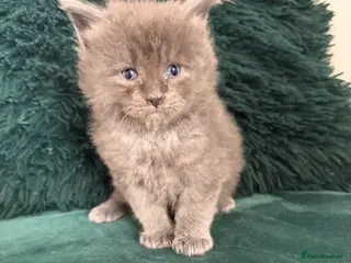 Maine Coon cats Beautiful long haired Main Coons - Advert 18