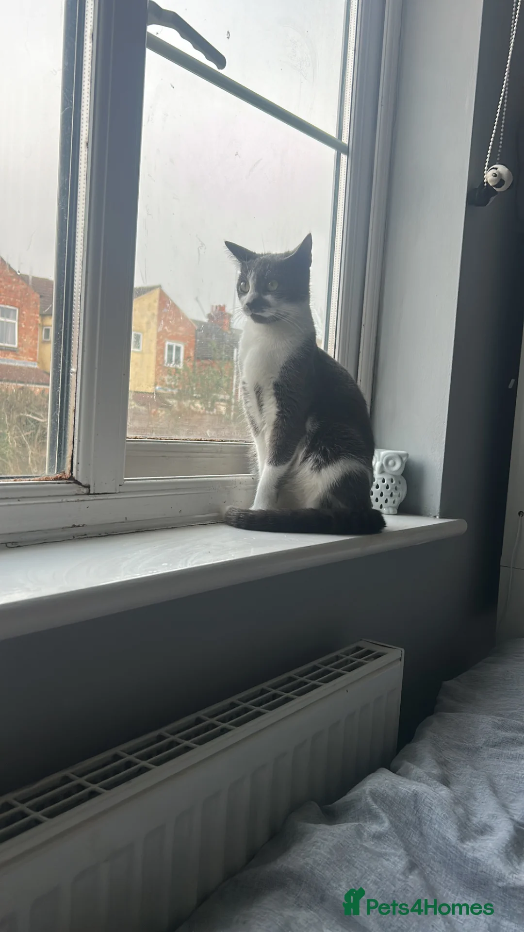 Mixed Breed cats for sale: 1 year old female cat for sale  in Northampton - Advert 7