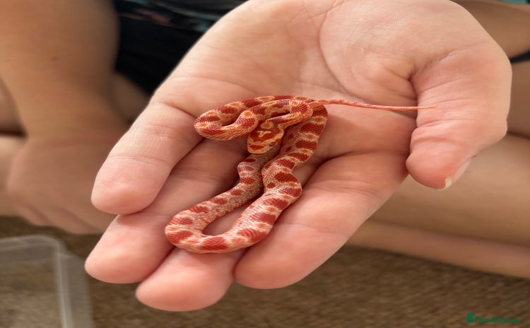 Corn Snake reptiles - Advert 1