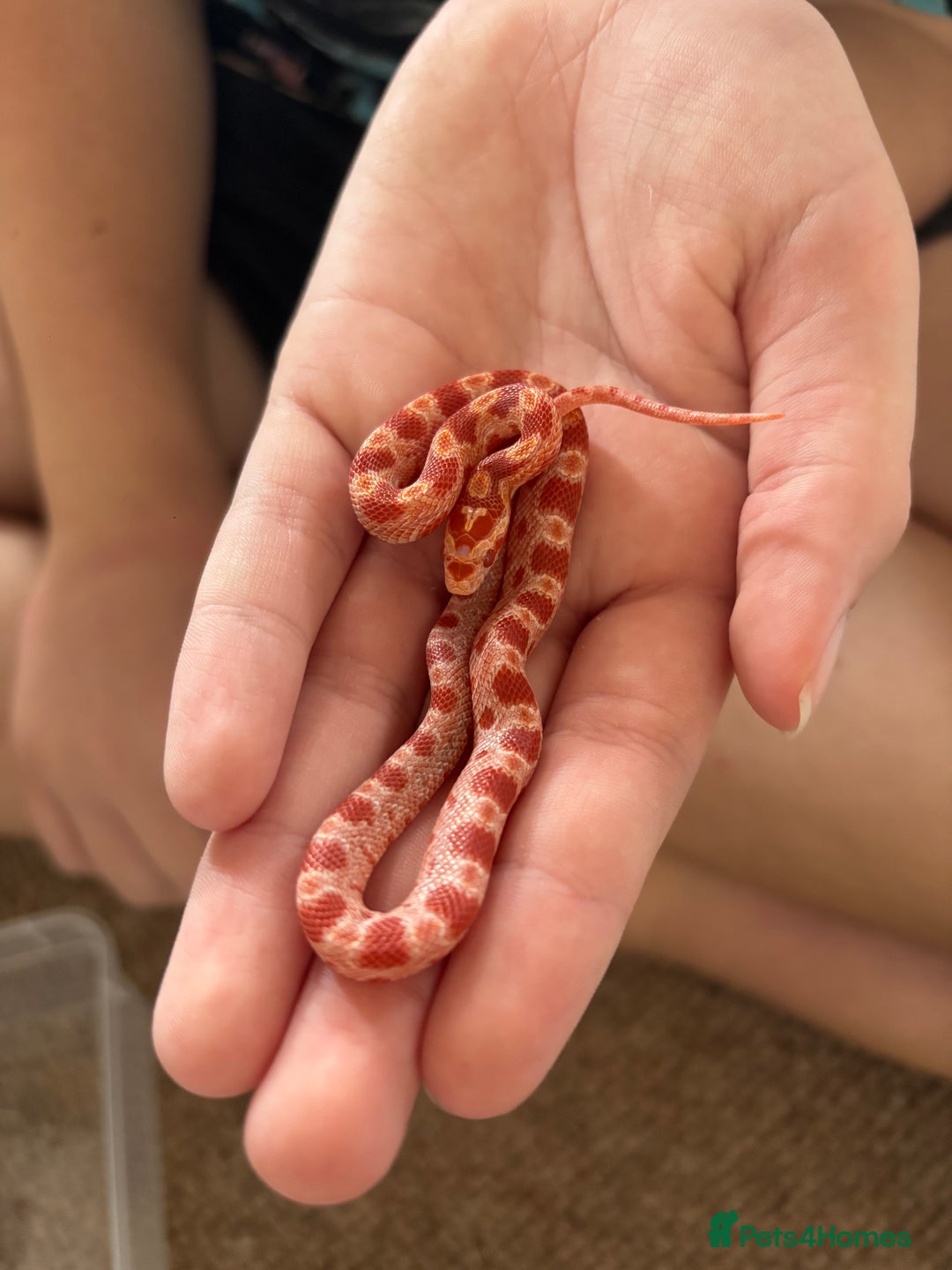 Corn Snake reptiles for sale: Baby corn snakes, snows, amel het palmetto, anery - Image 1