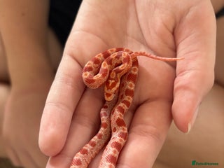 Corn Snake reptiles - Advert 6