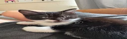 Mixed Breed cats for sale: Black and White Fluffy Male Kitten - Advert 9