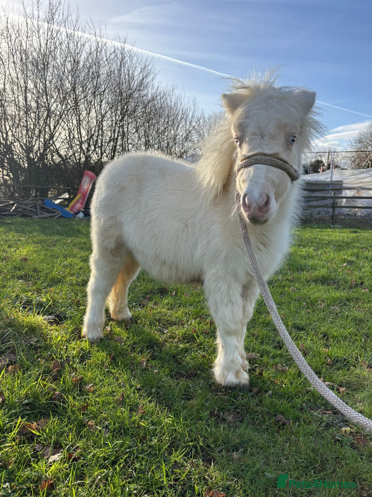 Shetland pony horses Cremello blue eyes filly Shetland  - Advert 1
