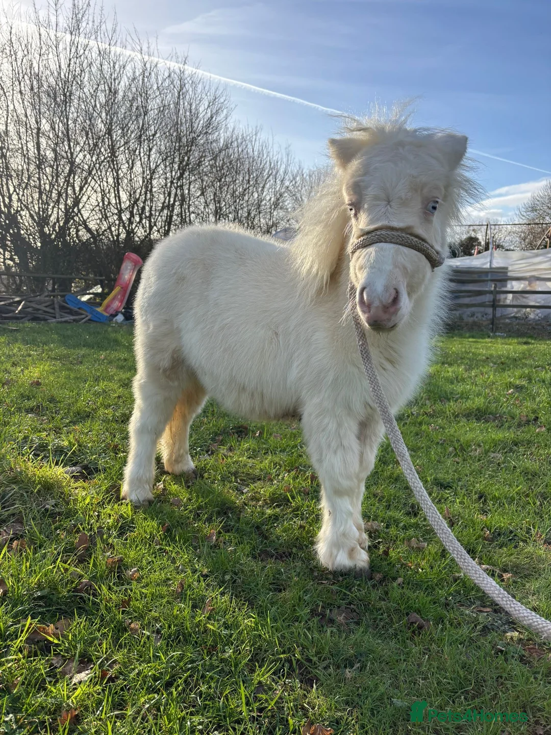 Shetland pony horses for sale: Cremello blue eyes filly Shetland  - Advert 1