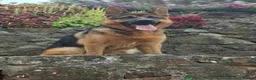German Shepherd dogs for sale: German shepherd puppies! (Ready to leave)  - Advert 4