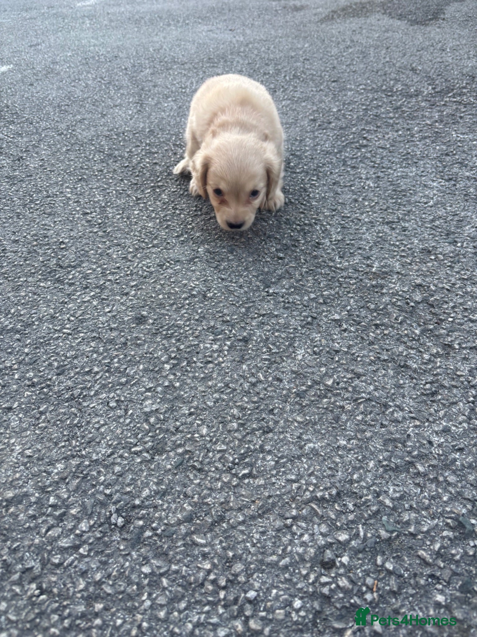 Mixed Breed dogs Beautiful Family Raised Doxiepoo Puppies Ready now - Advert 2