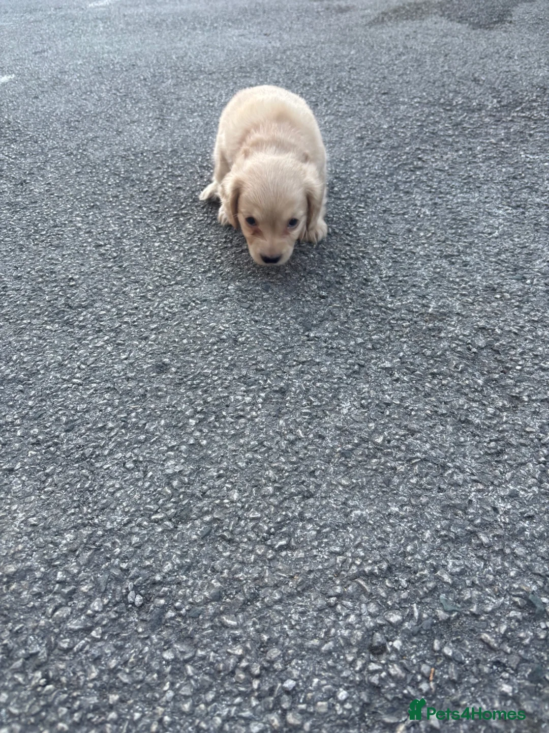 Mixed Breed dogs for sale: Beautiful Family Raised Doxiepoo Puppies Ready now - Advert 2