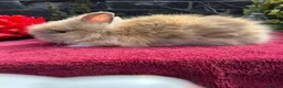 Lionhead rabbits for sale: Lionhead Baby Bunies  - Advert 2
