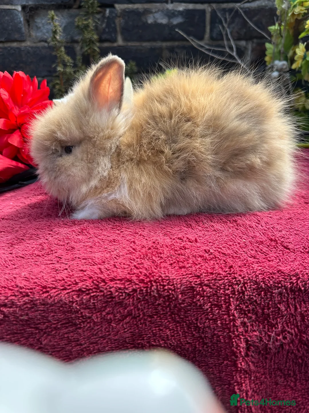 Lionhead rabbits for sale: Lionhead Baby Bunies  - Advert 2