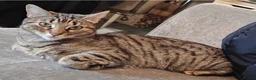 Bengal cats for sale: Beautiful bengal female cat  in Barry - Advert 3