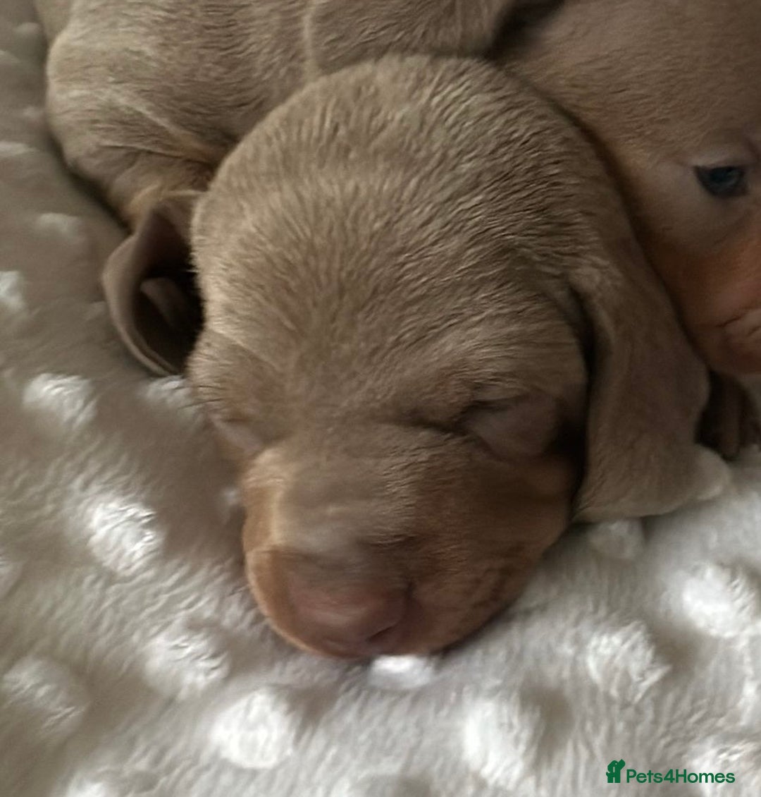 Miniature Dachshund dogs for sale: KC Miniature Isabella Dachshunds PRA Clear - Image 10