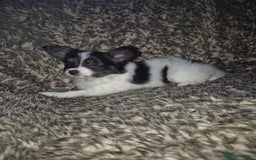 Papillon dogs for sale: Papillion puppys - Image 7