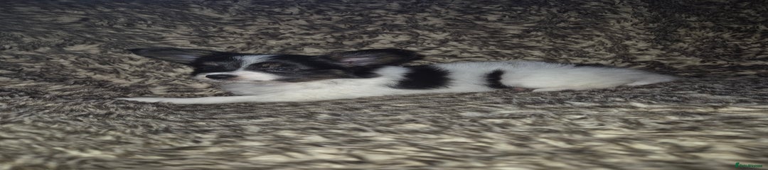 Papillon Puppy 1