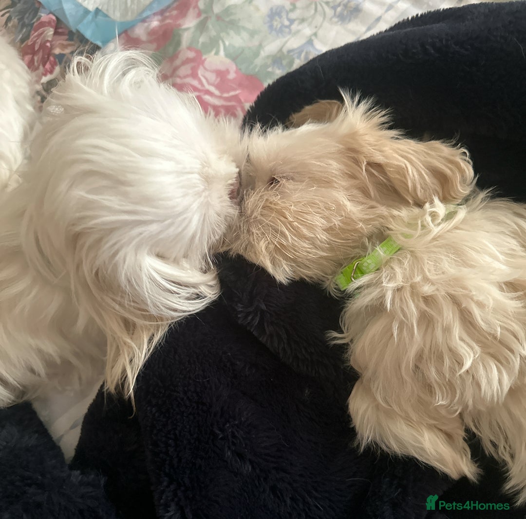 Shih Tzu dogs for sale: Lavender White Imperial Shih Tzu Puppies - Advert 24