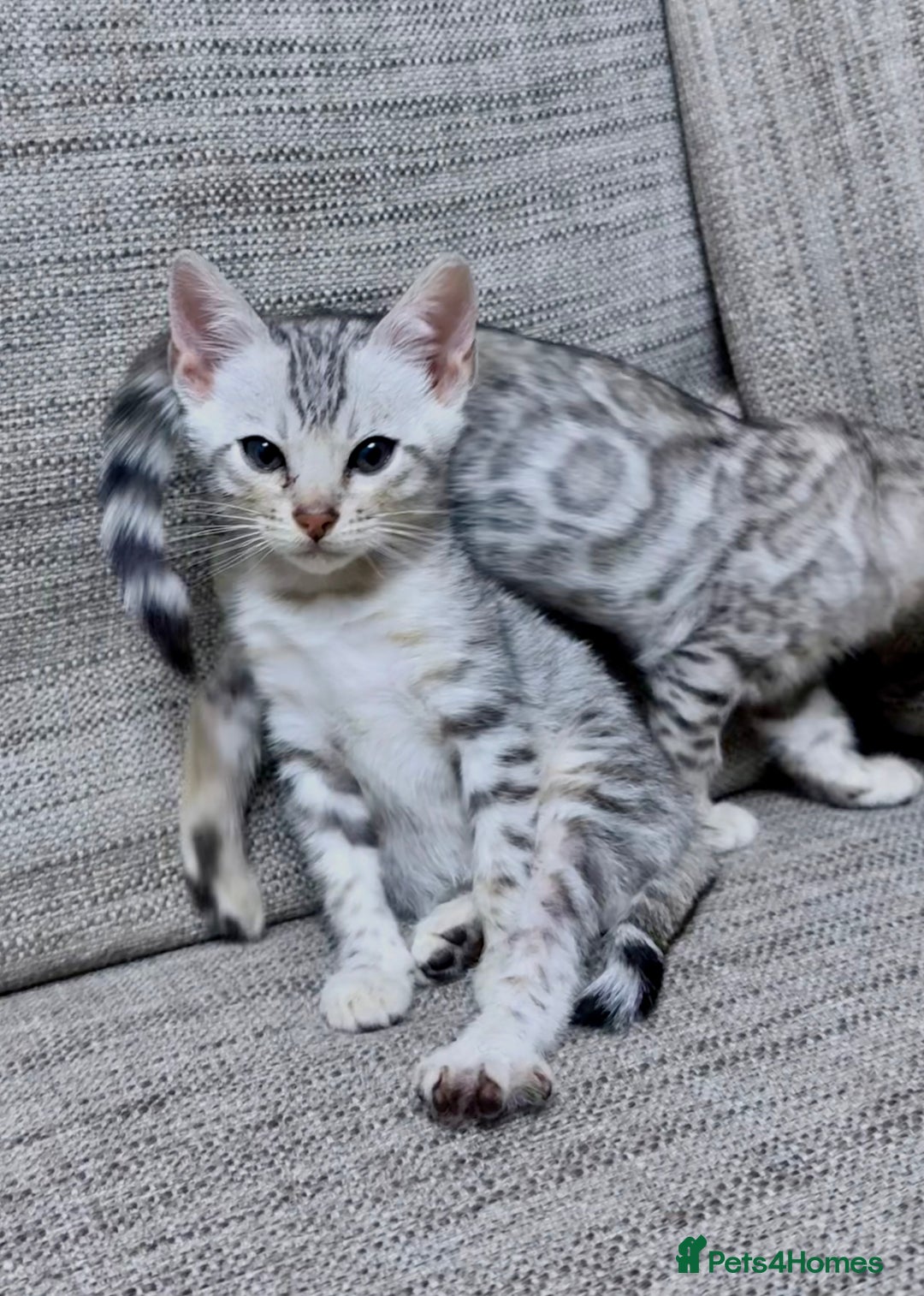 Bengal cats for sale: purebred Bengal kittens - Advert 6