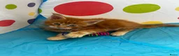 Maine Coon cats for sale: Maine Coon Kittens in Cambridge - Advert 22