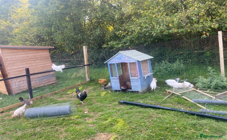 Chickens poultry - Advert 1