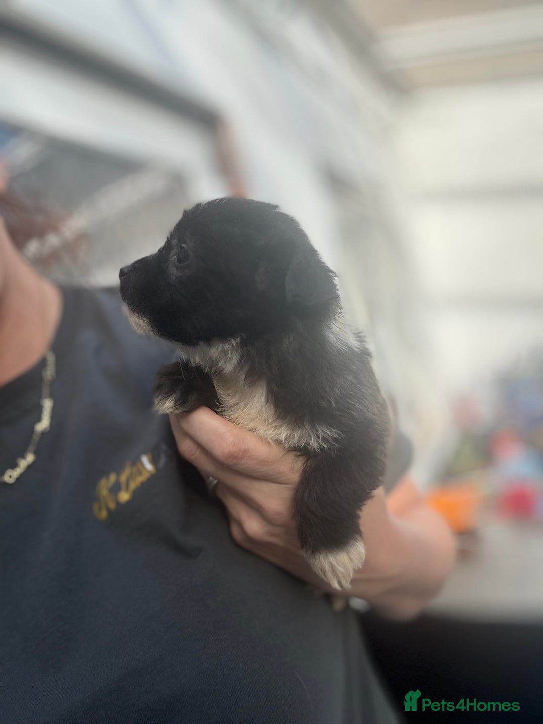 Mixed Breed dogs for sale: Jackahuahua - Image 7