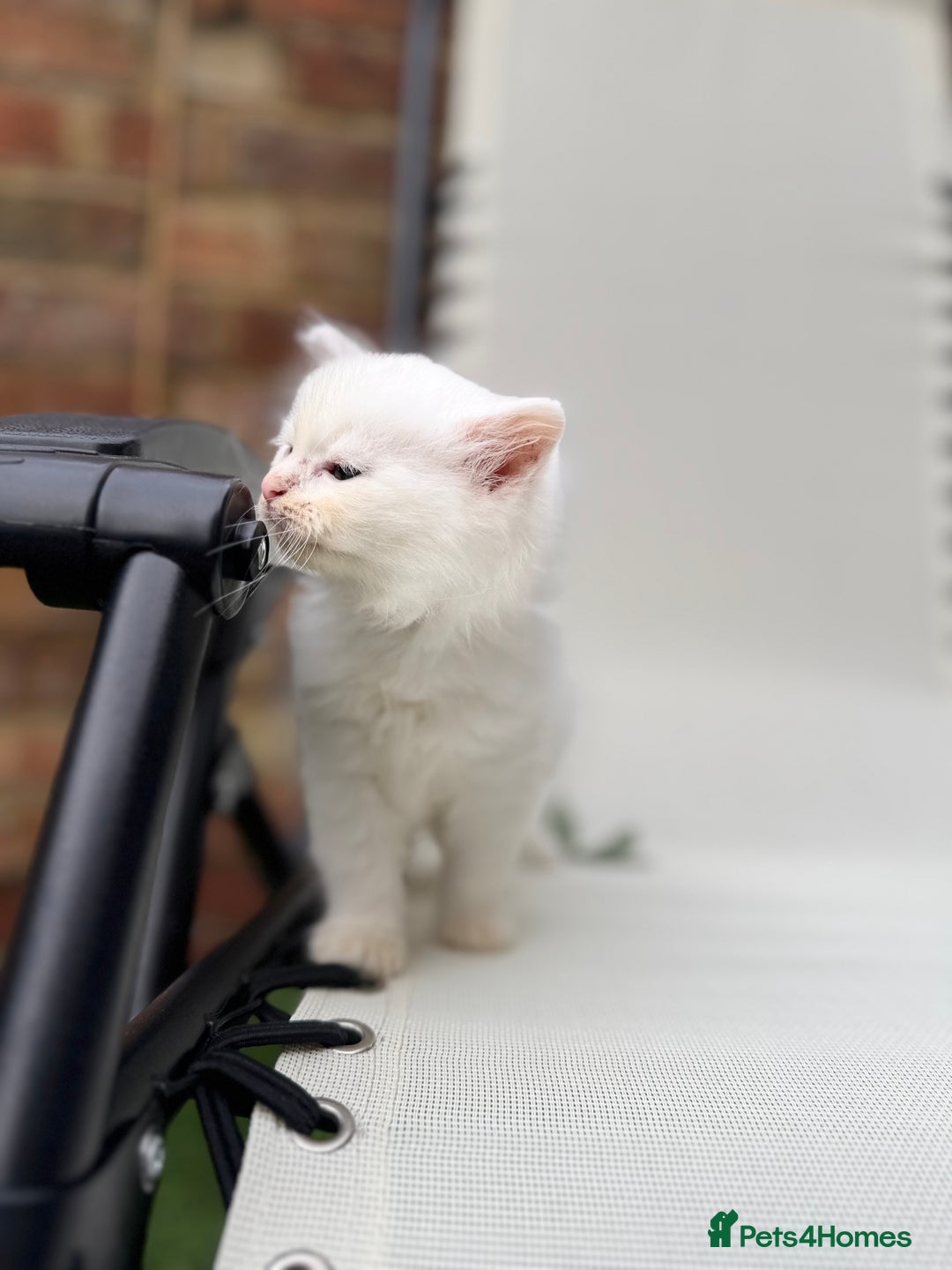 Siberian cats for sale: Pure White Siberian Boy - Image 11